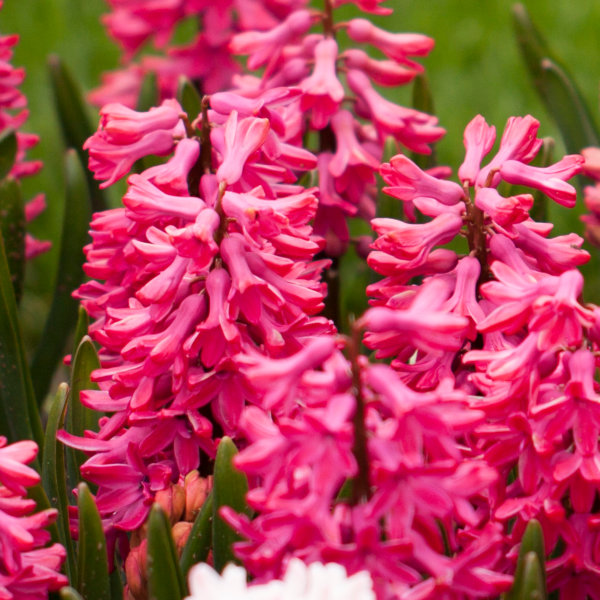 Prepared Hyacinth Bulbs - Jan Bos